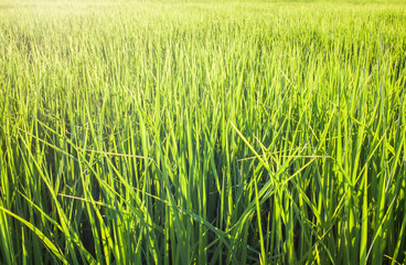 green rice field