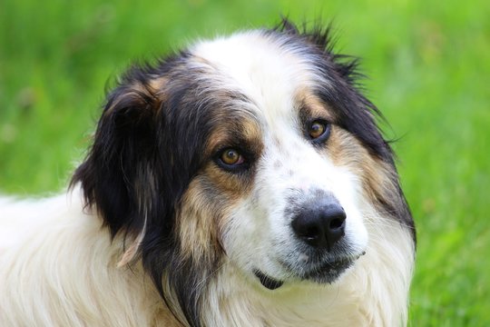 Dog face