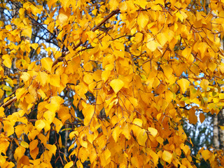 Birch Tree Autumn Leaves