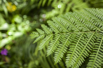 Fototapeta na wymiar Close up fern leaf, selective focus