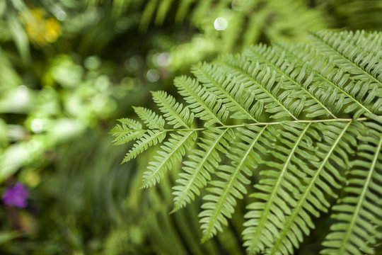 Close up fern leaf, selective focus