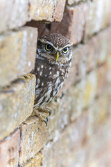 Little Owl Looking Out of a Hole in a Wall