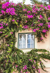 autumn plants around house window in Portugal