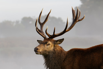 Red Deer stag portrait - obrazy, fototapety, plakaty