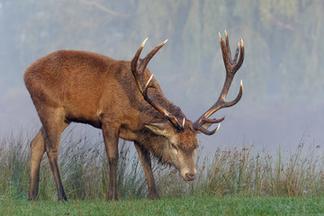 Red Deer stag
