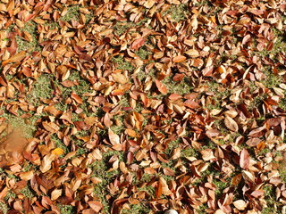 落ち葉　森　地面　シダ