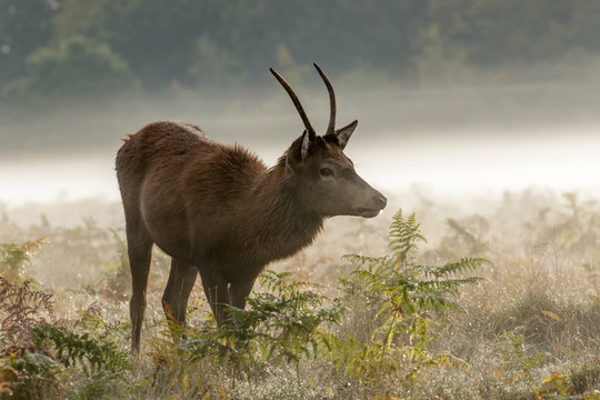 Red Deer buck on a misty morning