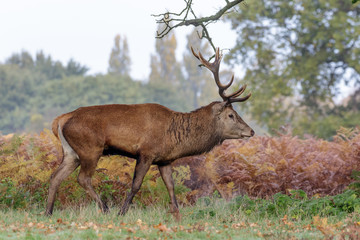 Red Deer stag (Cervus elaphus) during rut