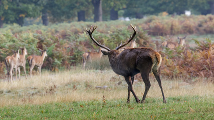 Red Deer stag rut (cervus elaphus) rounding up, herding his hareem of female hinds	