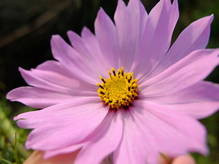 Obraz premium 一輪のコスモス 秋桜