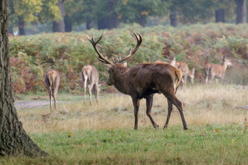 Red Deer stag rut (cervus elaphus) rounding up, herding his hareem of female hinds