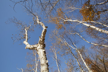 An autumn view of a forest in the Berkshire Mountains of Western Massachusetts.