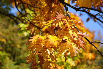 bunte Blätter - Herbst