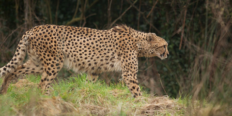 Fototapeta na wymiar Alert male cheetah