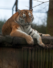 photo of a resting tiger