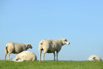 Schafe auf dem Deich