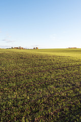 Green wheat sporuts in agricultural field.