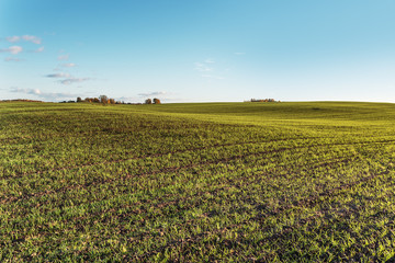 Fototapeta na wymiar Green wheat sporuts in agricultural field.
