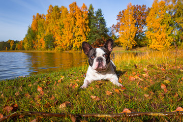 French bulldog at the autumnal lake