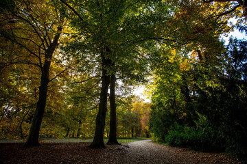 Naklejka premium Herbsttag im Wald
