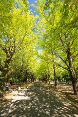 秋のイチョウ（銀杏）並木