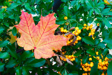 Maple leaf in the fall