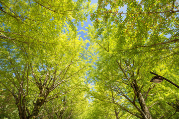 秋のイチョウ（銀杏）並木