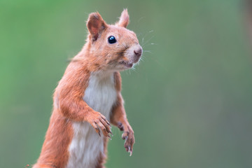 Red Squirrel