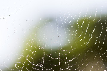 Morning dew. Shining water drops on spiderweb over green forest