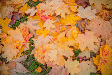 Pile of autumn red and yellow maple leaves