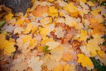 Pile of autumn red maple leaves