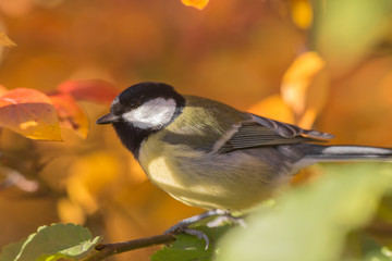 tit closeup portrait