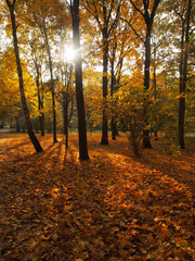 Obraz premium Berlin, Laubfärbung im Tiergarten Park