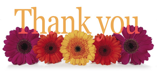 Saying Thank you with Flowers - five dahlia heads laid in a row with the word 'Thank you' emerging from the top in a wide banner on white background  - obrazy, fototapety, plakaty