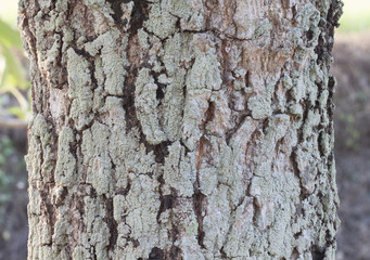 Tree bark