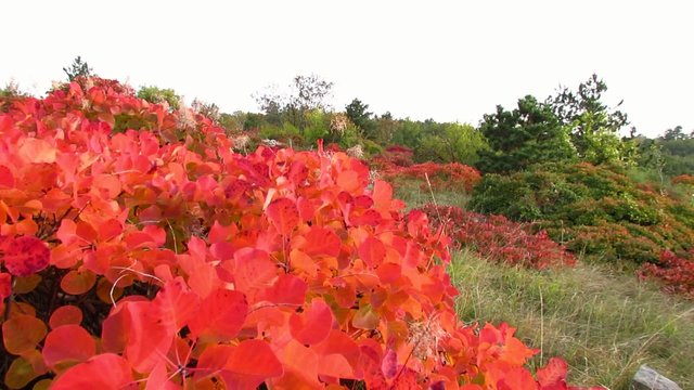 Red smoke tree in Carst region - autumn time - pan left