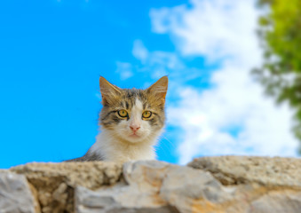 At Hydra island in Greece