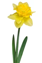 Crédence de cuisine en verre imprimé Narcisse Beautiful daffodil isolated on white background