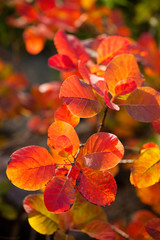 Fototapeta na wymiar Beautiful smoke tree in autumn