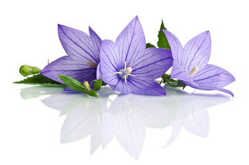 Bell flowers isolated on white  background