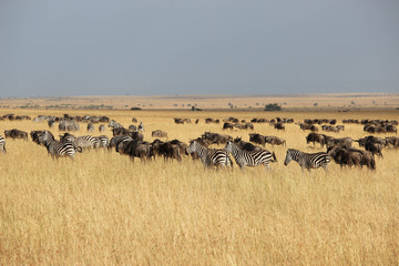 Fototapeta na wymiar La grande migration - Masai Mara