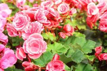 Flaming Katy Flowers