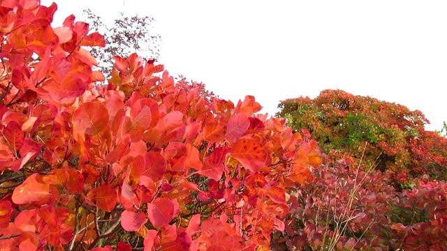 Red smoke tree in Carst region - autumn time - pan left