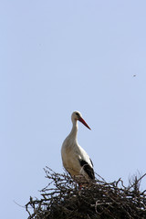 Stork in the nest