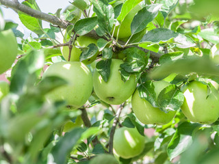 Ripe Golden Delicious apples on the tree.