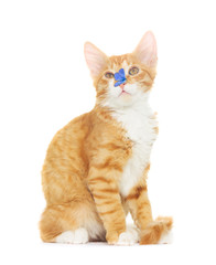 Obraz premium cat and butterfly