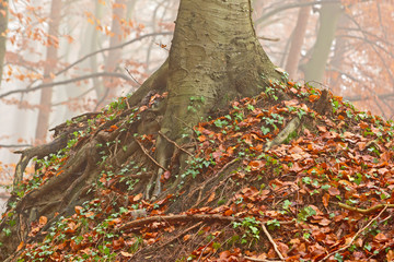 Herbst