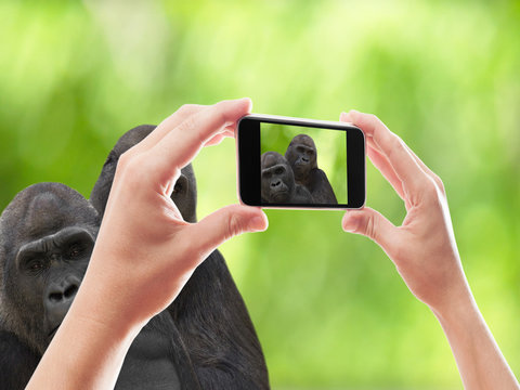 photographed two gorillas smartphone
