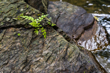 brook plant