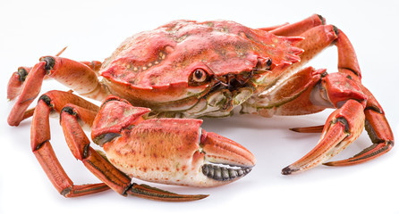 Cooked crab on a white background.